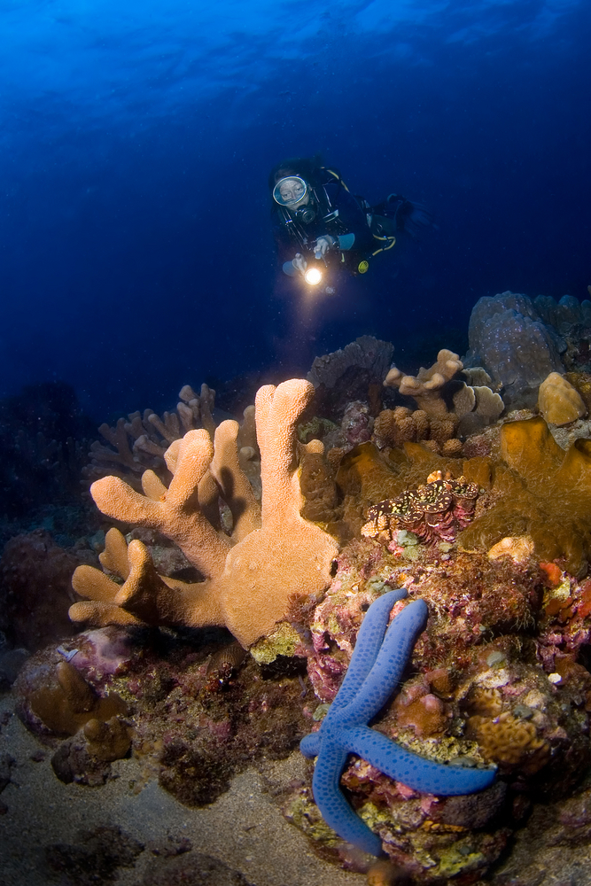 Scuba diver shines dive light on elkhorn and soft corals in the Caribbean waters of Nassau&#039;s Goulding Cay dive site