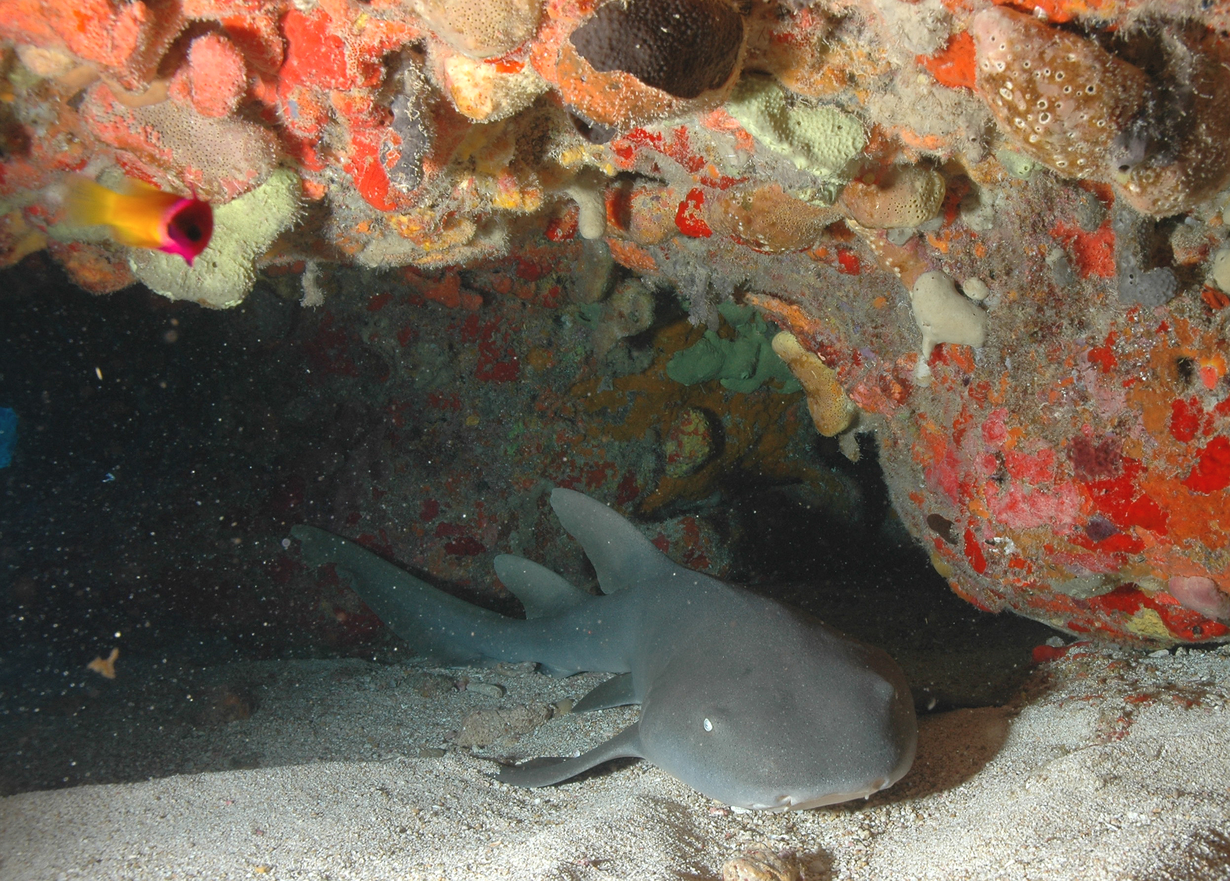 British Virgin Islands&#039;s Aquarium dive site provides shelter for nurse sharks along the sandy bottom of the reef 
