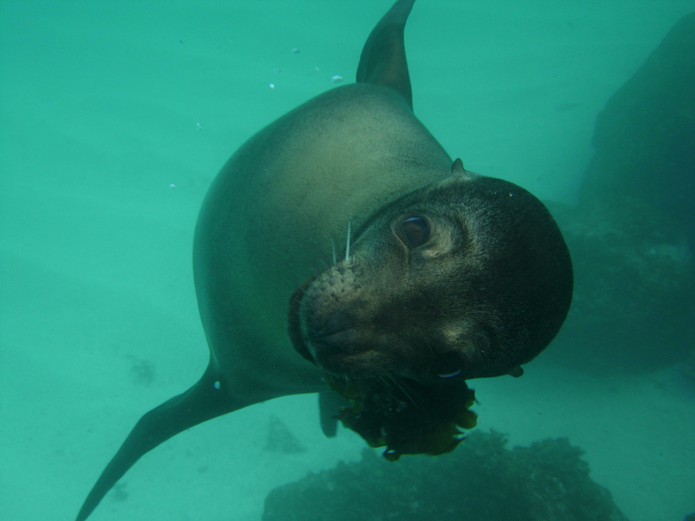 Underwater photographer captures photo of sea lion looking at him with curiosity at Ushuaia's Isla Redonda dive site in Argentina