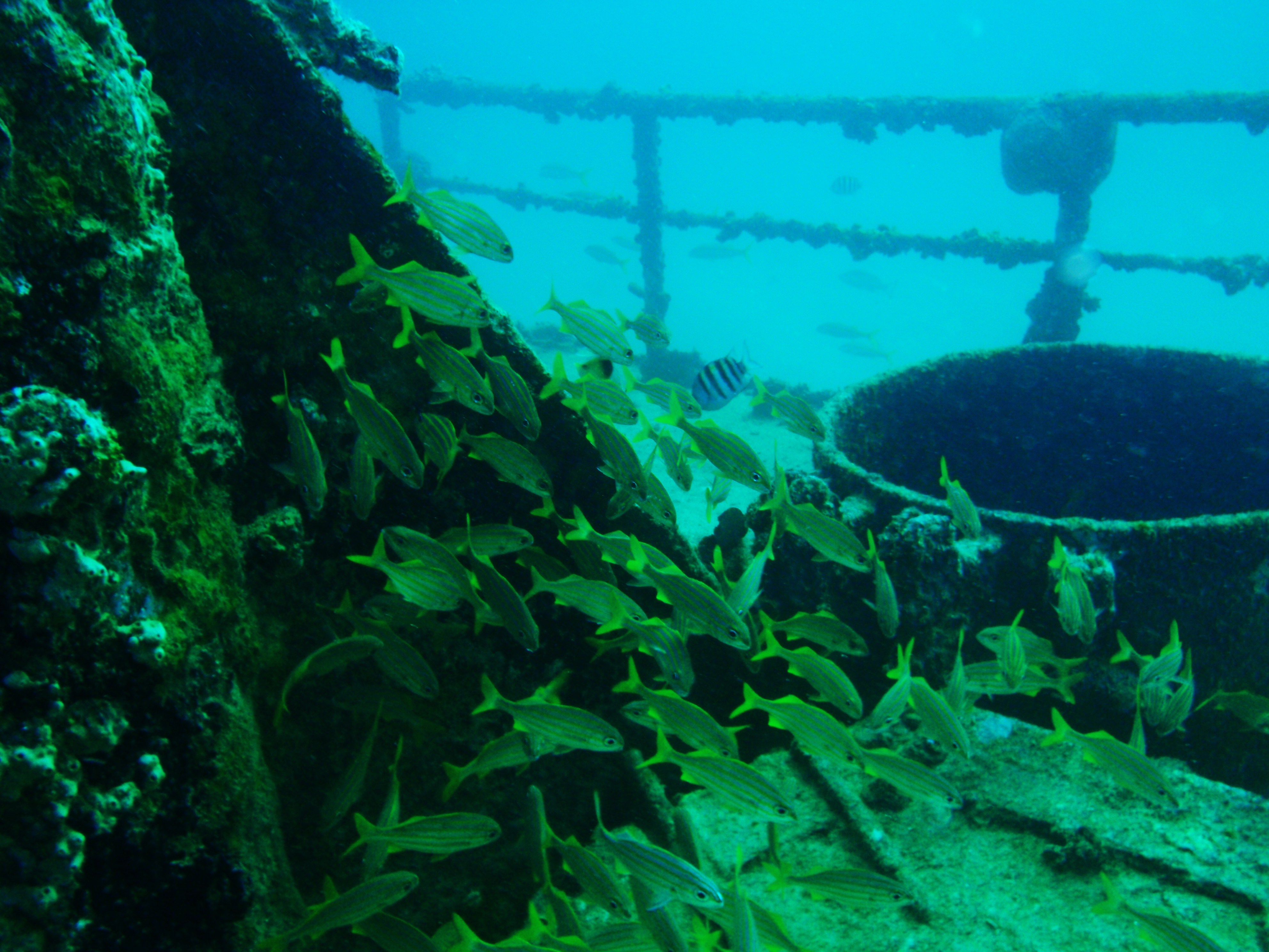 School of snapper swim about the deck of the Perdernales Wreck in the Caribbean waters of Aruba