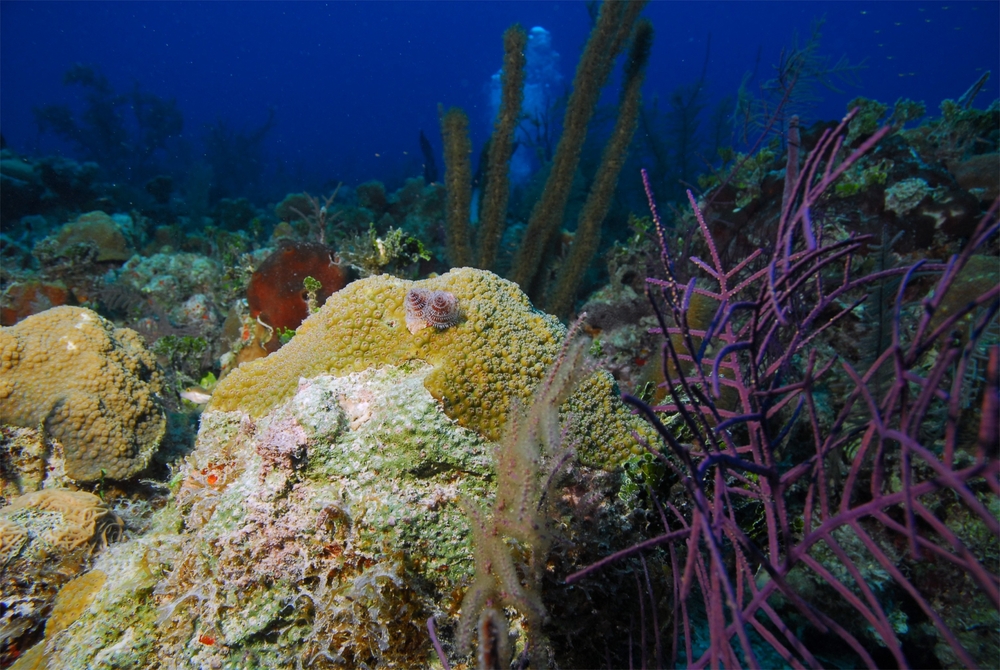 A variety of corals, including brain coral and whip corals, and sponges provide a vibrant backdrop for divers visiting the Caribbean waters of Anguillita dive site in Anguilla