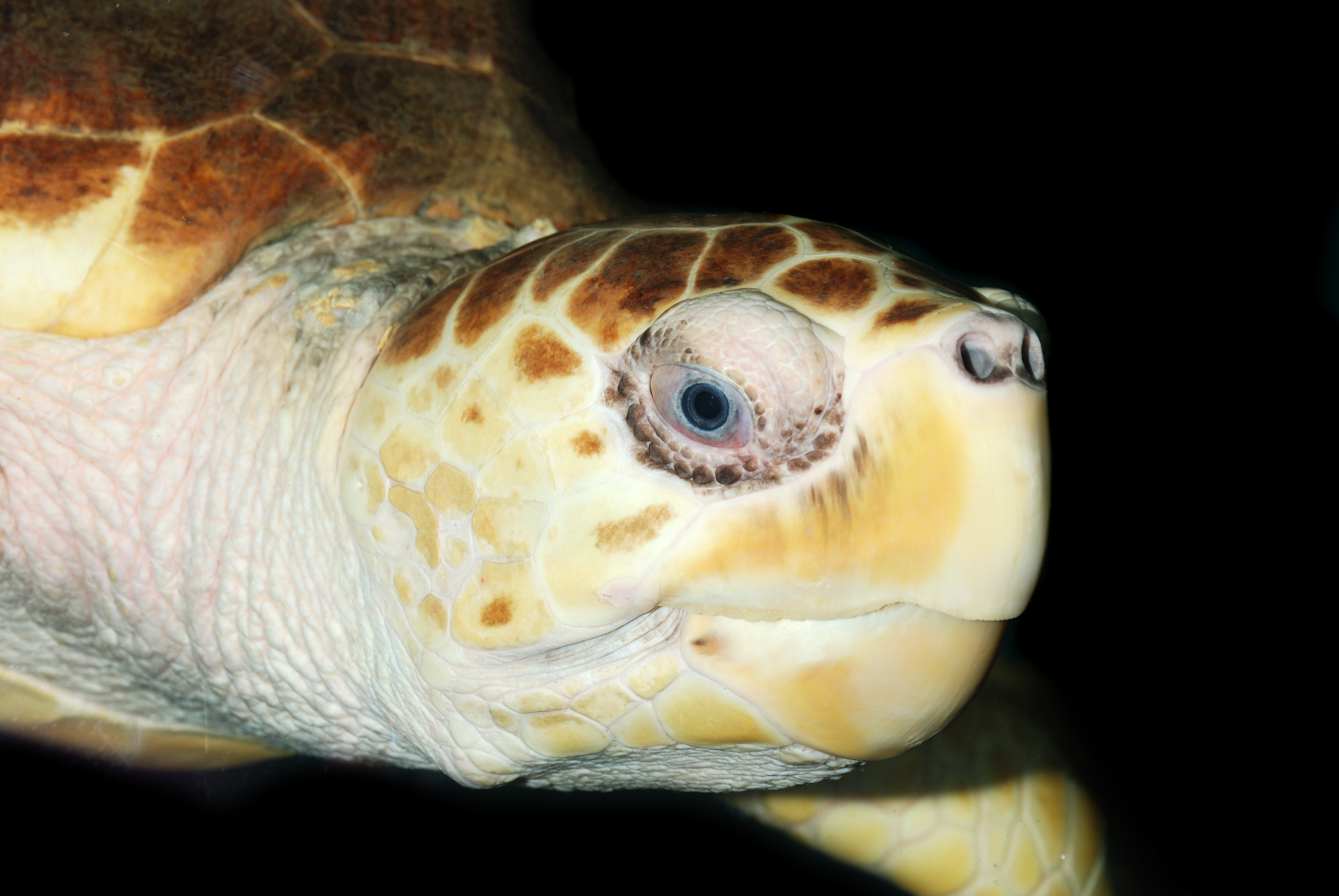 Resident turtle swims at Rio De Janeiro's Ilha Dos Meros Ponta Sul dive site at night