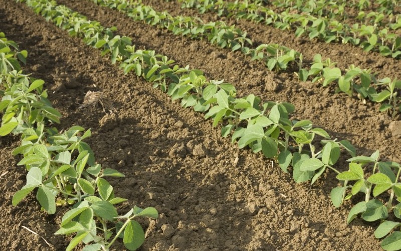 Soy production field
