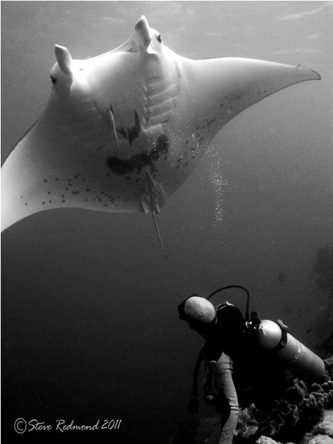 Manta at Devils Highway, Solomon Islands