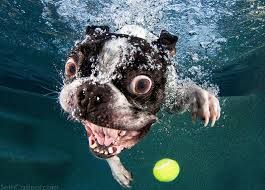 Doggy dives to catch tennis ball