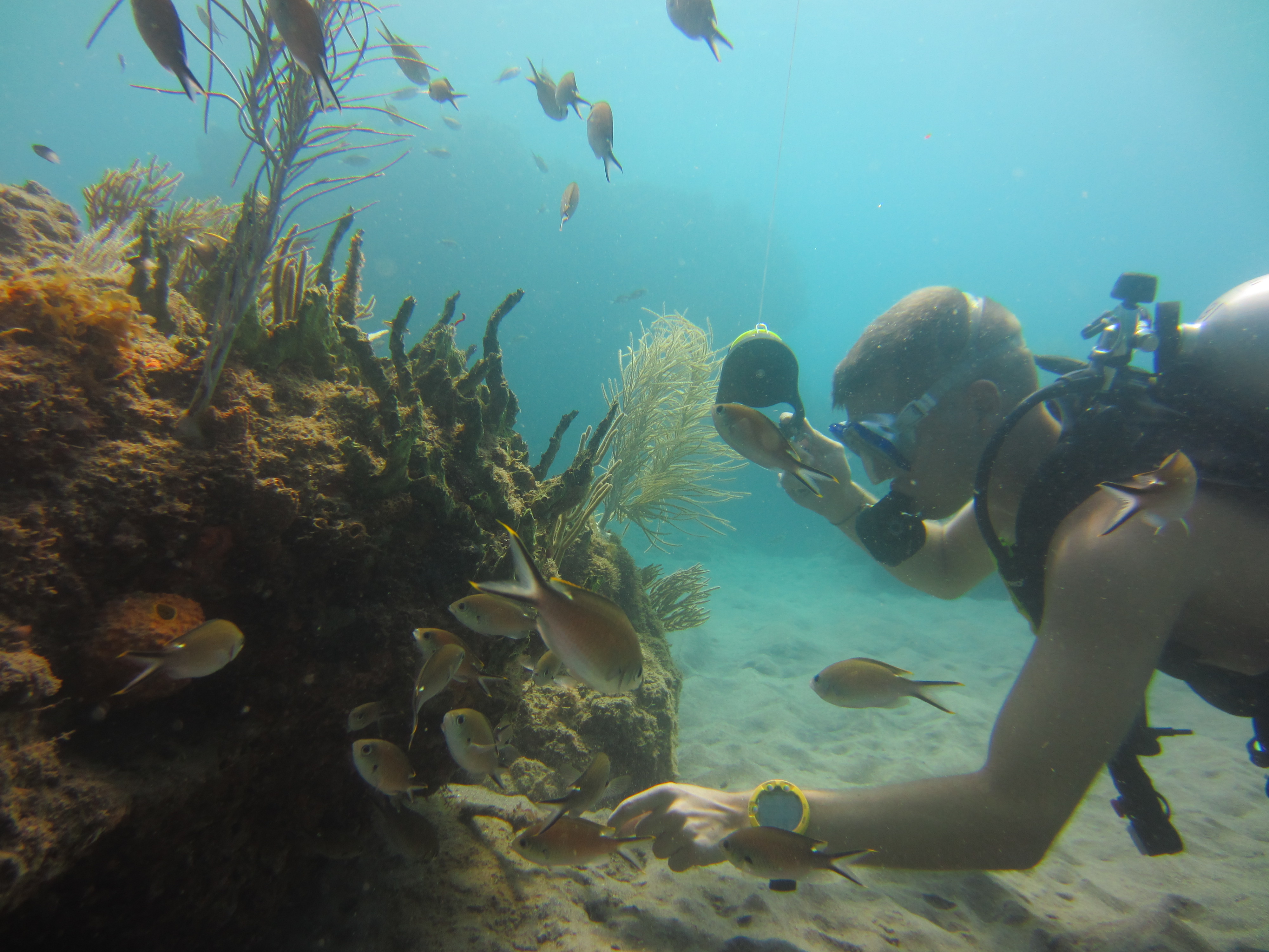 A volunteer surveying the health of the reef - Montserrat