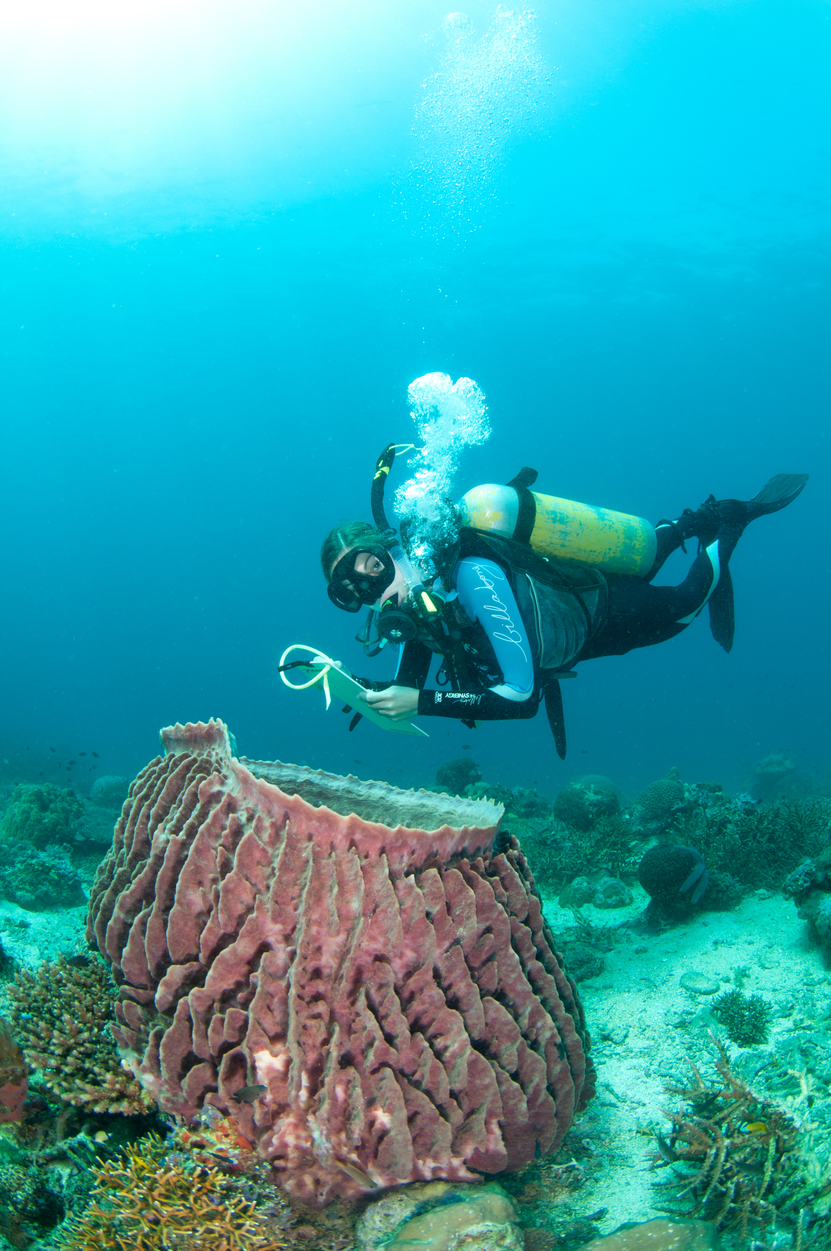 A marine volunteer mid survey in the Philippines