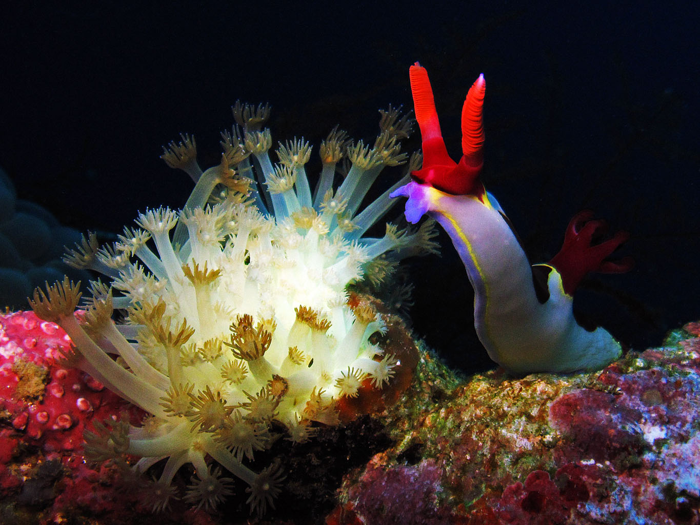 Nudibranch- The Philippines