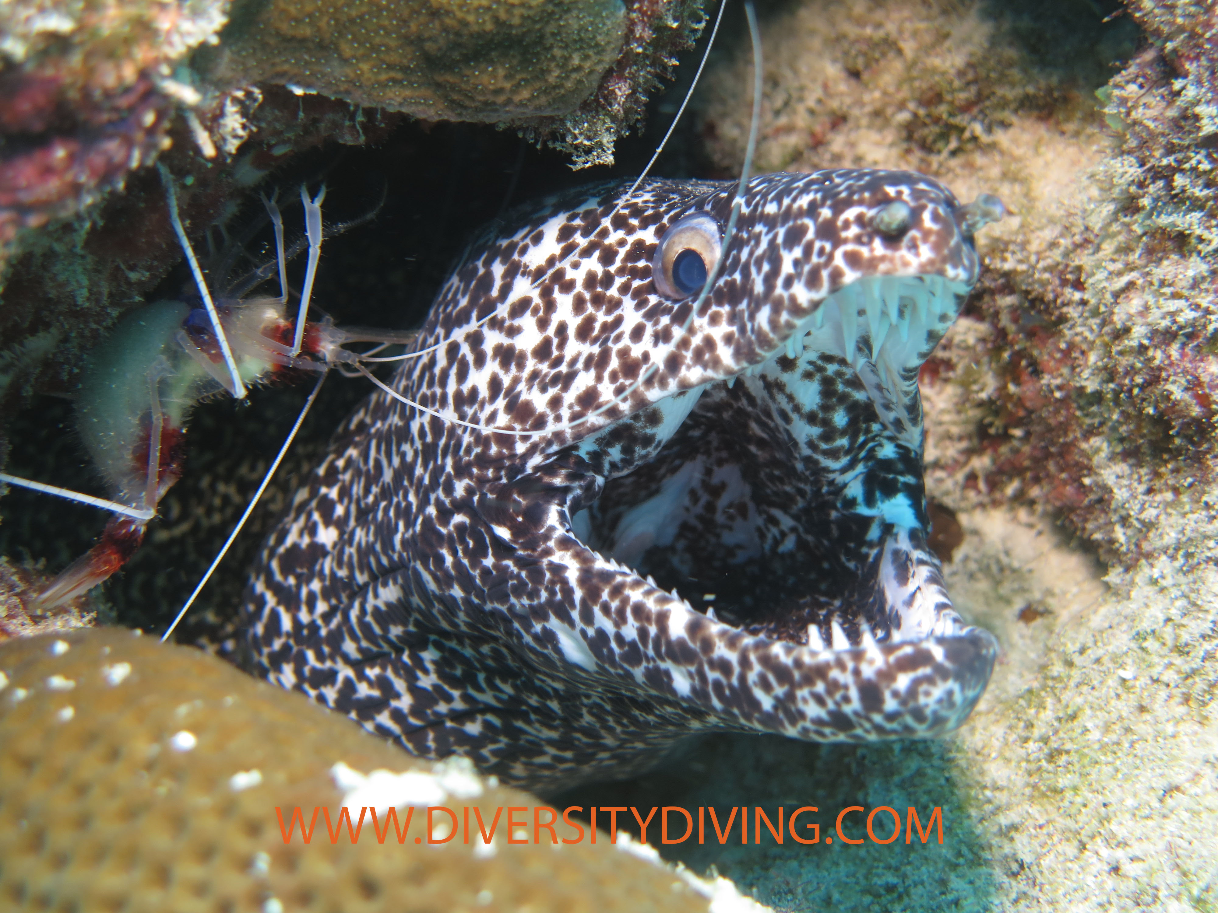 Spotted Moray in Playa Del Carmen Mexico