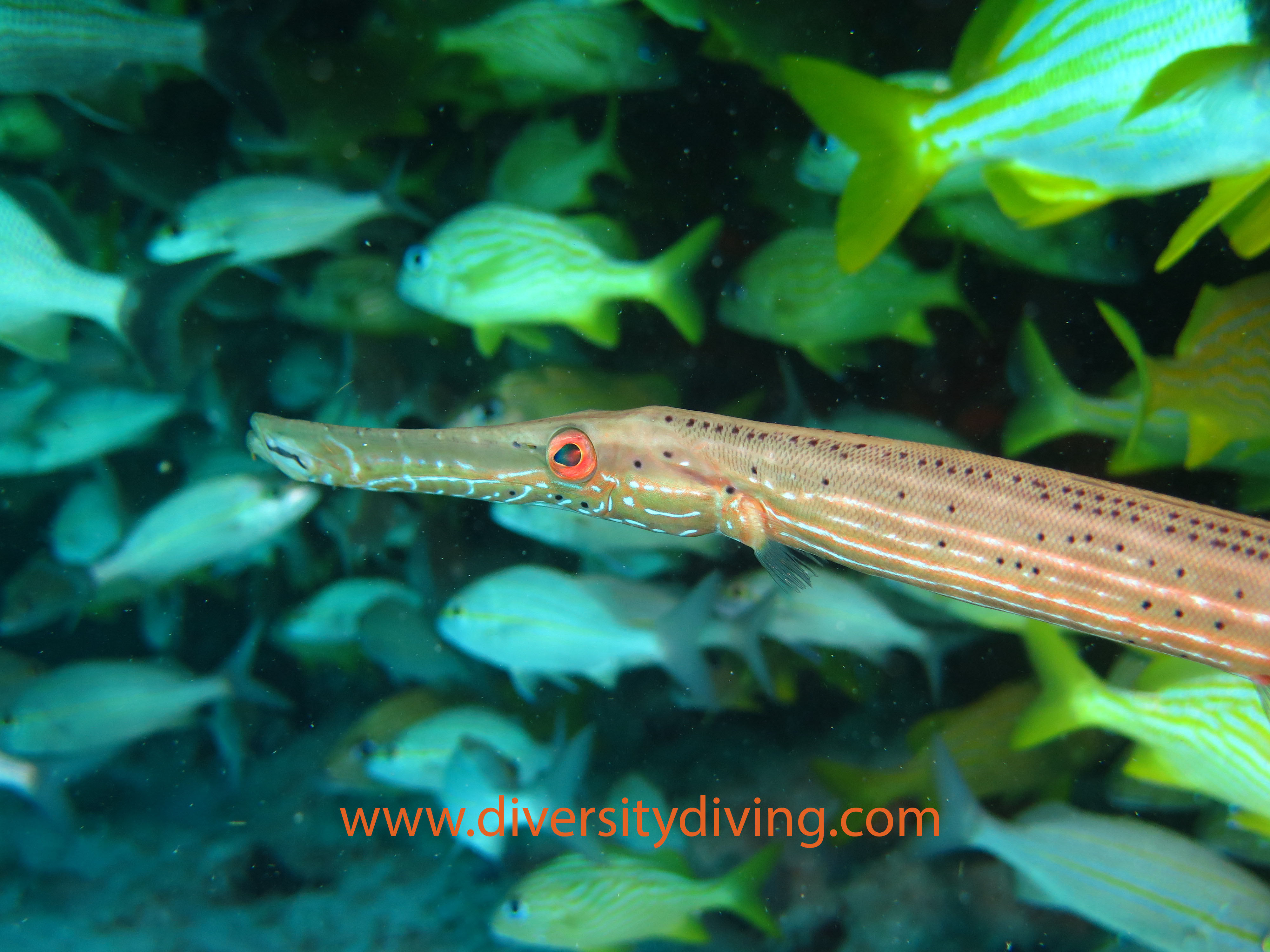 A Spectacular example of a Trumpet Fish in Playa Del Carmen