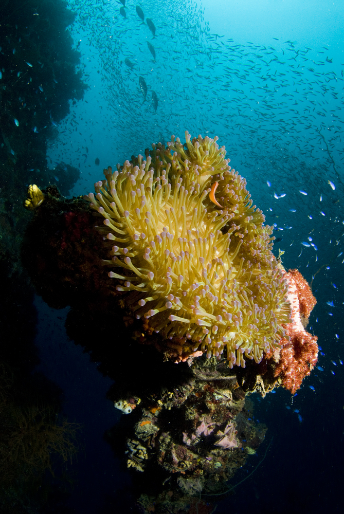 Brilliant anemone with purple-tipped tentacles perched upon a coral outcropping with several schools of fish in the backdrop