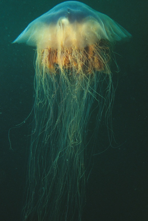 A lion's mane jellyfish with its tentacles hanging well below its body; these jellies are known to be the longest animals in the world with the largest measuring in at a whopping 120 feet in length!!!