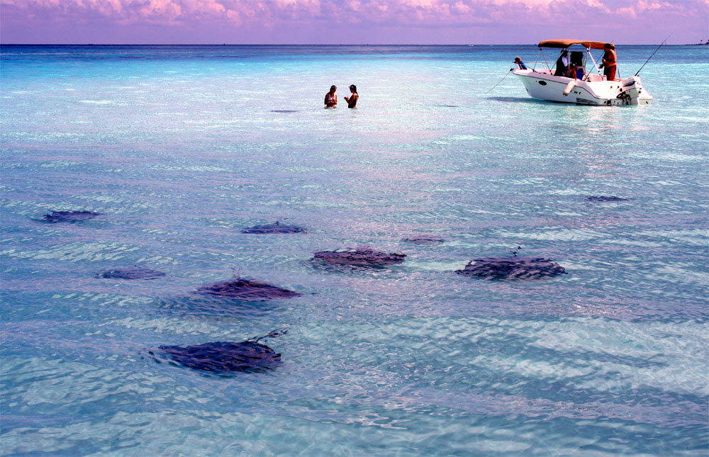 Grand Cayman's Stingray City is home to a sandbar in which southern stingrays congregate allowing snorkelers to feed, pet, and take pictures with them; an amazing animal encounter.
