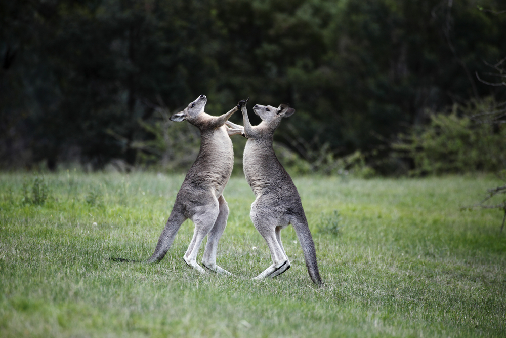 Two male kangaroos in on Kangaroo Island in Australia engage in a boxing match in an open field over a female!