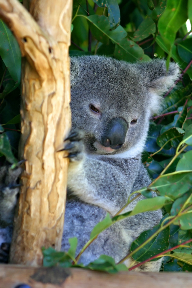 Australian koala bear clings to a tree in the forest as he examines the action happening below!