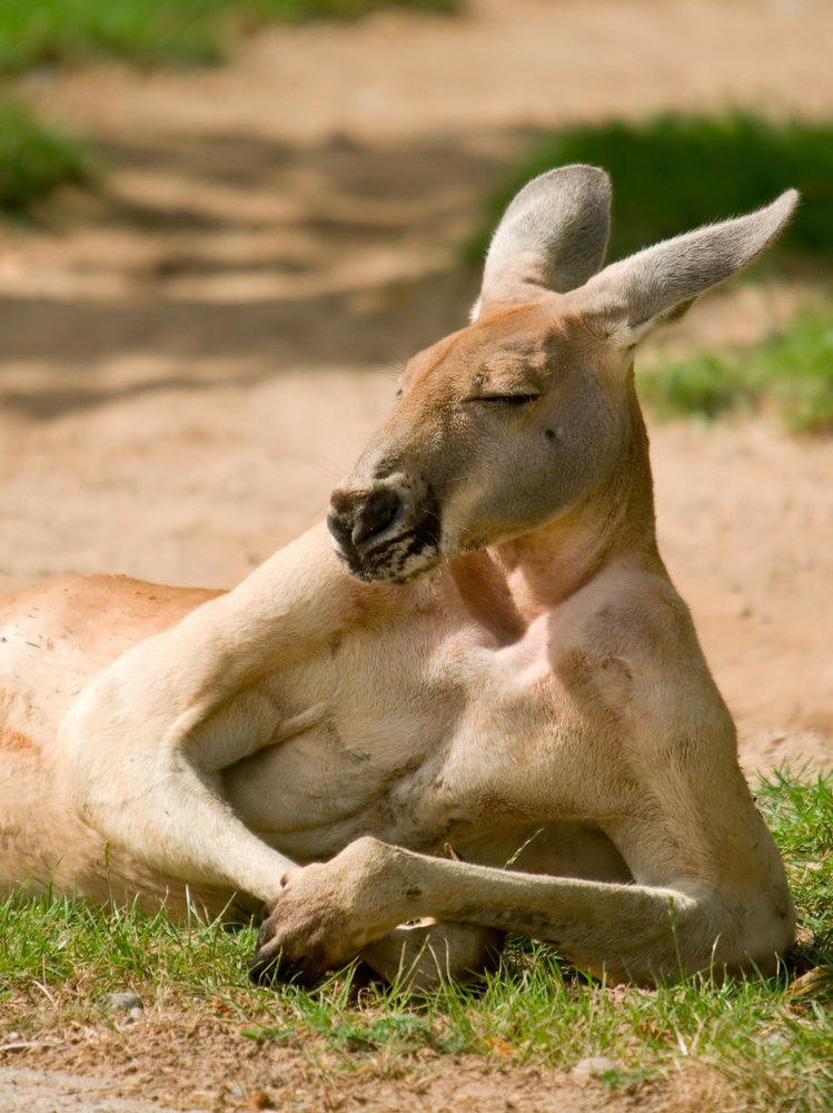 Female kangaroo on Kangaroo Island in Australia decides to take a lazy day free from her house chores....