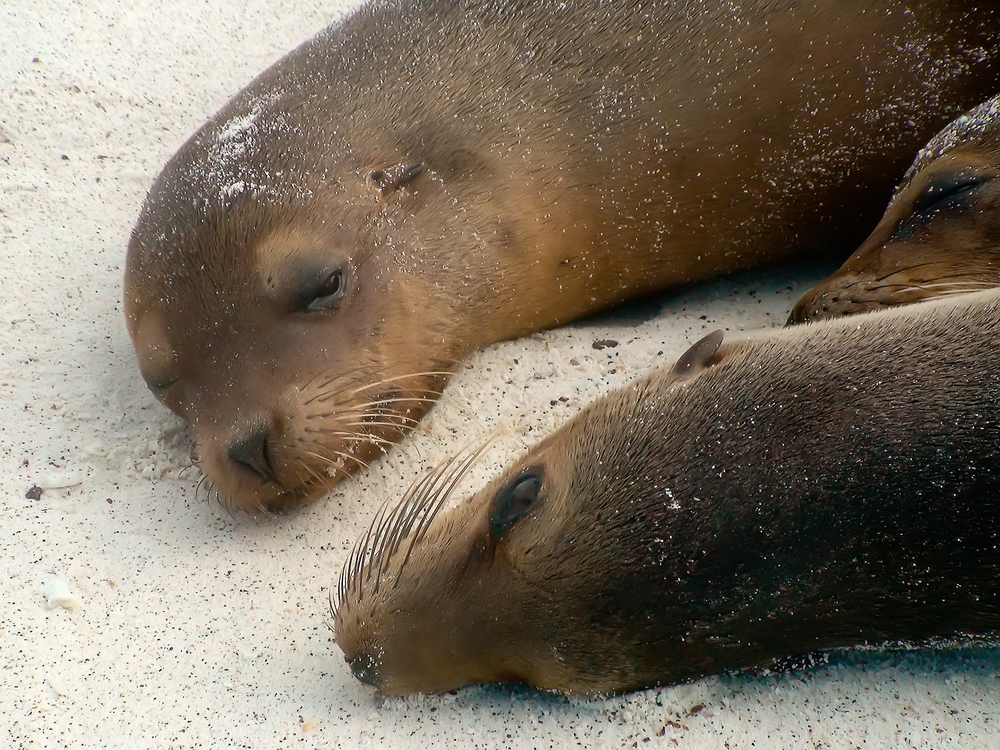 Two sea lions find the white beaches of the Galapagos Islands the perfect place to snuggle up with eachother 