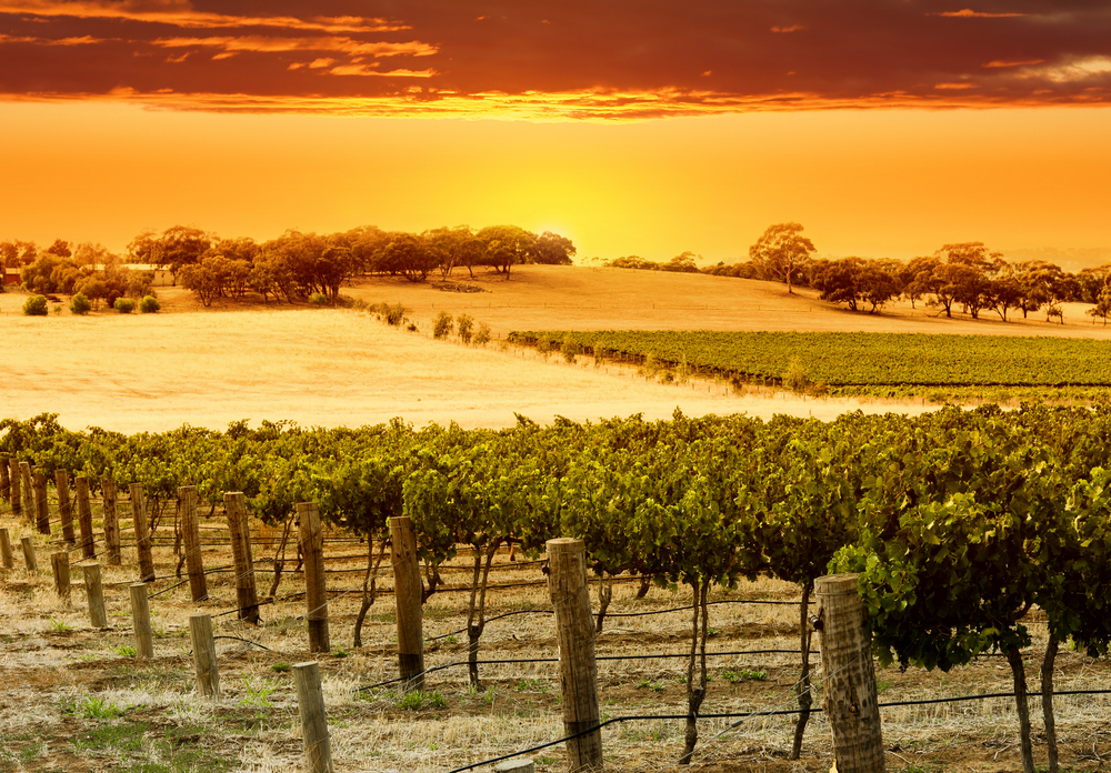 The yellow and orange hues of a beautiful sunset at a Barossa Valley Vineyard in Australia