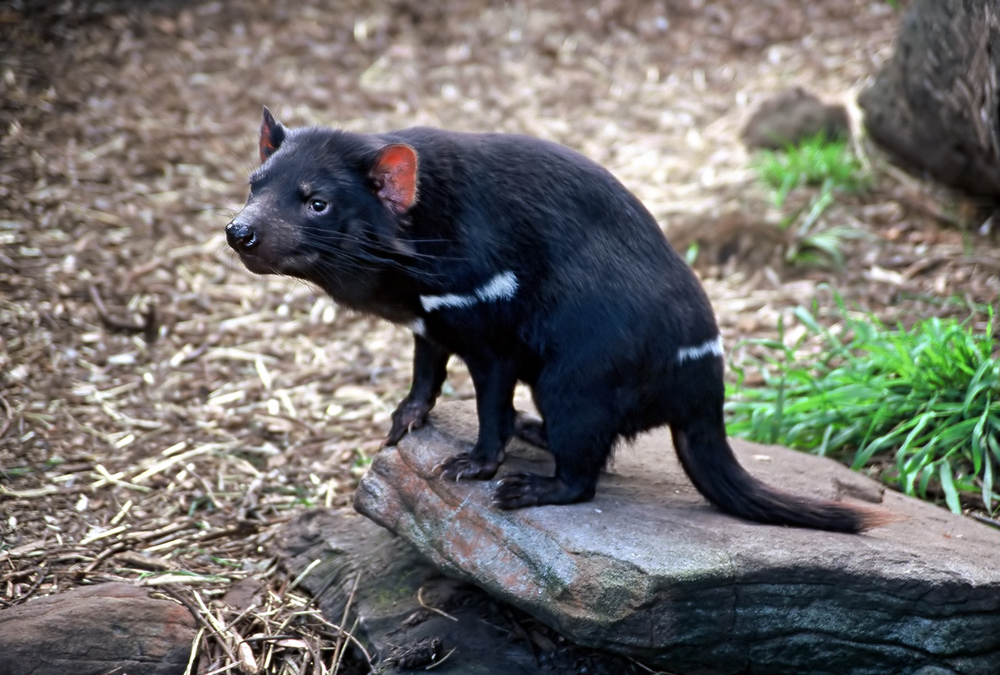 The loud and stinky tasmanian devel calls the island state of Tasmania home; it is known to have the strongest bite per unit of body mass of an land predator and is fascinating to watch it devour its prey.