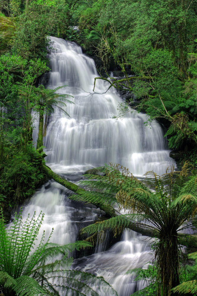 Beautiful Triplet Falls in Australia&#039;s Otway National Park is nestled among the lush green forest enabling all visitors to see nature at its finest.