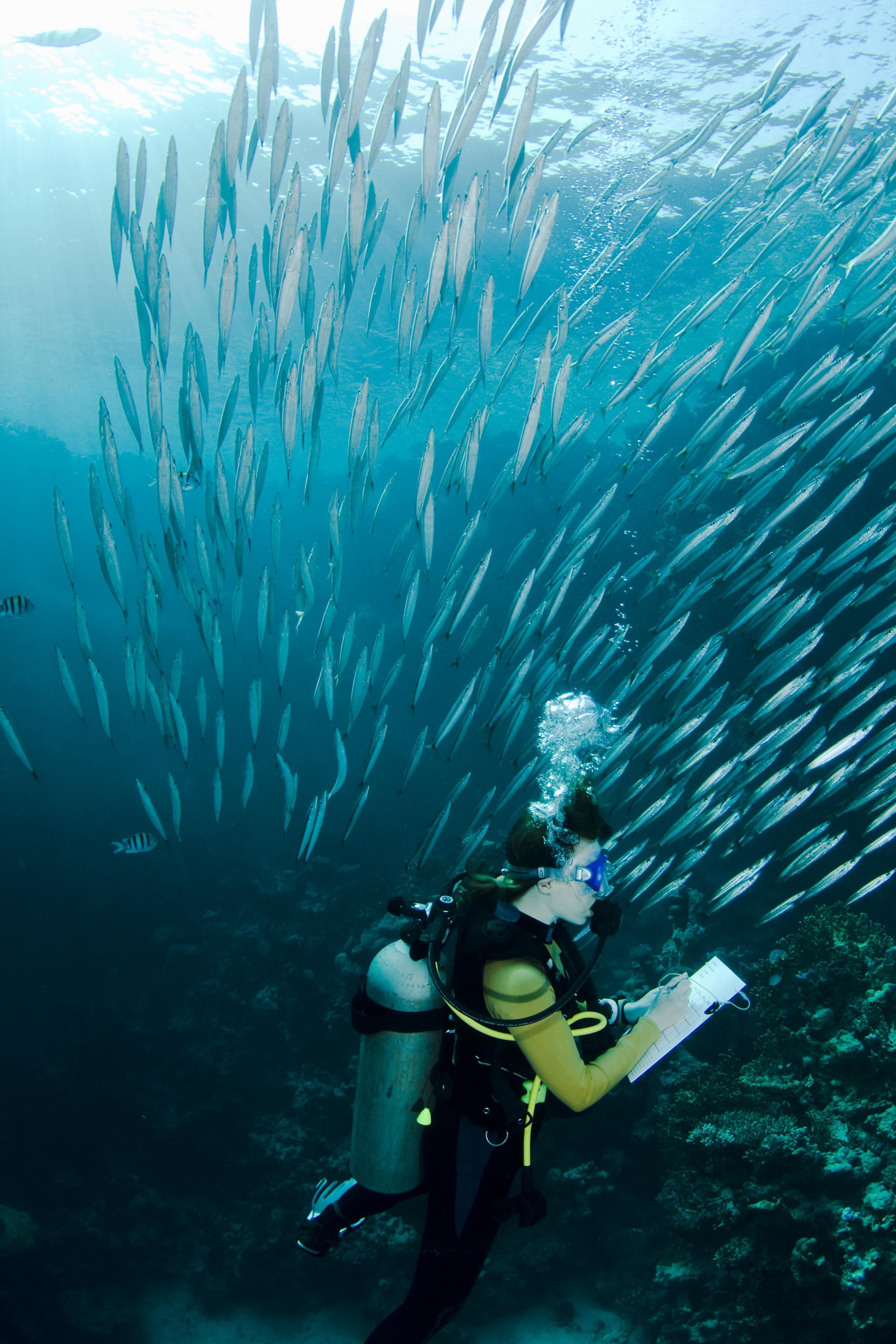 Female diver users her dive slate to record the various species encountered on a dive
