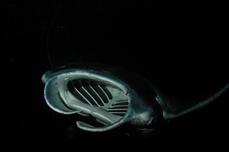 Large manta ray with its mouth open to feed 