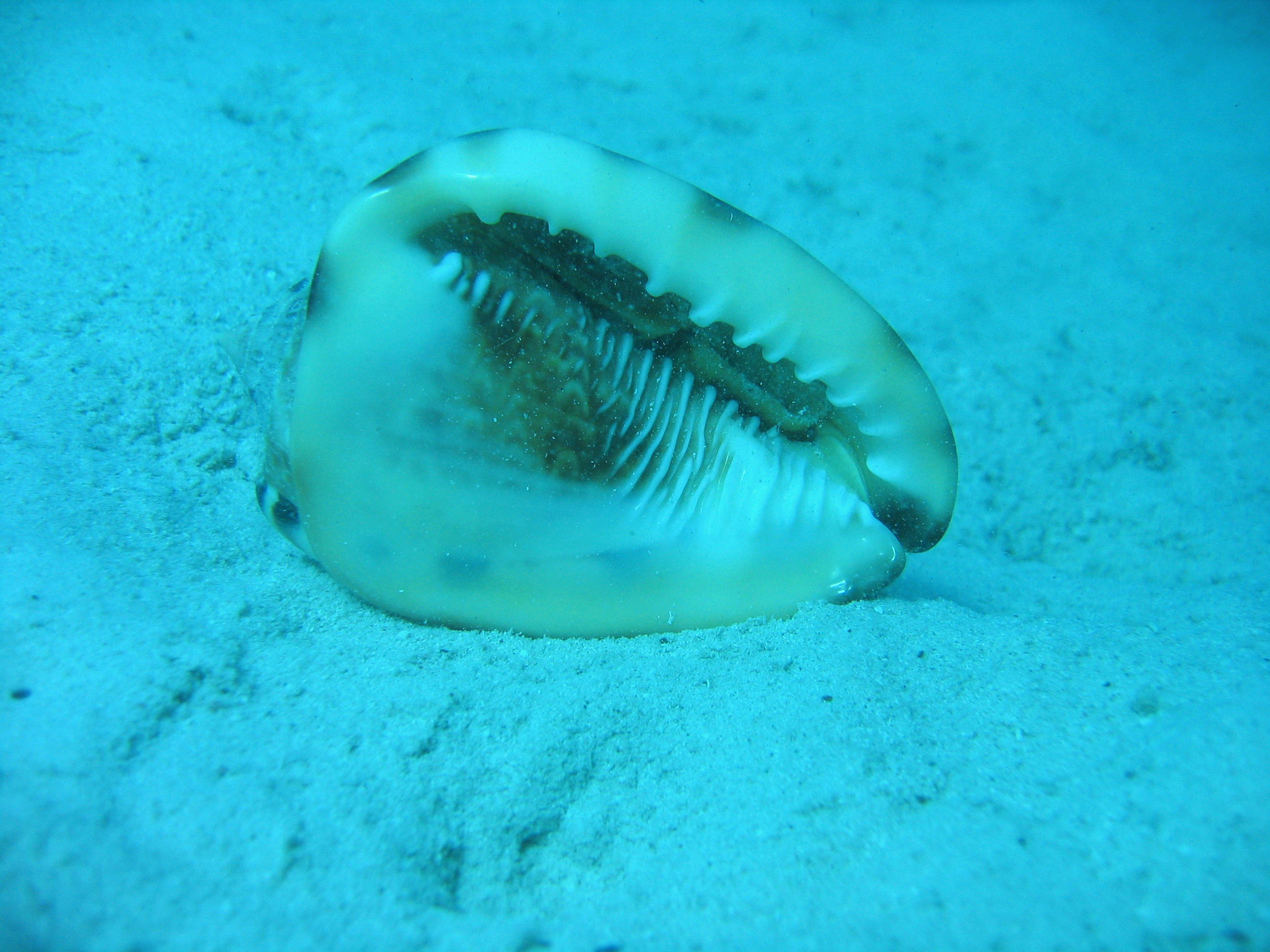 A conch resting on the sandy ocean bottom