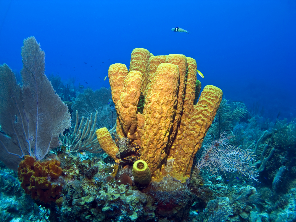 Brilliant yellow tube sponges add color to a variety of coral found in the tropics