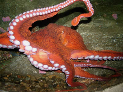 Giant pacific octopus with its tentacles reaching outward