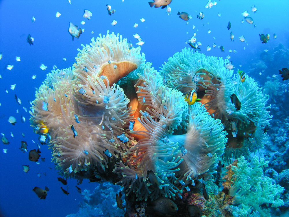 Several white anemones with schools of fish intermingled with clownfish swirling about 