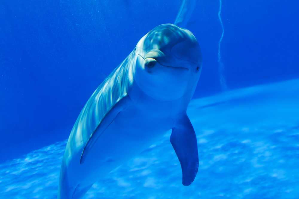 Curious dolphin smiles at diver while he enjoys an underwater encounter that last a lifetime