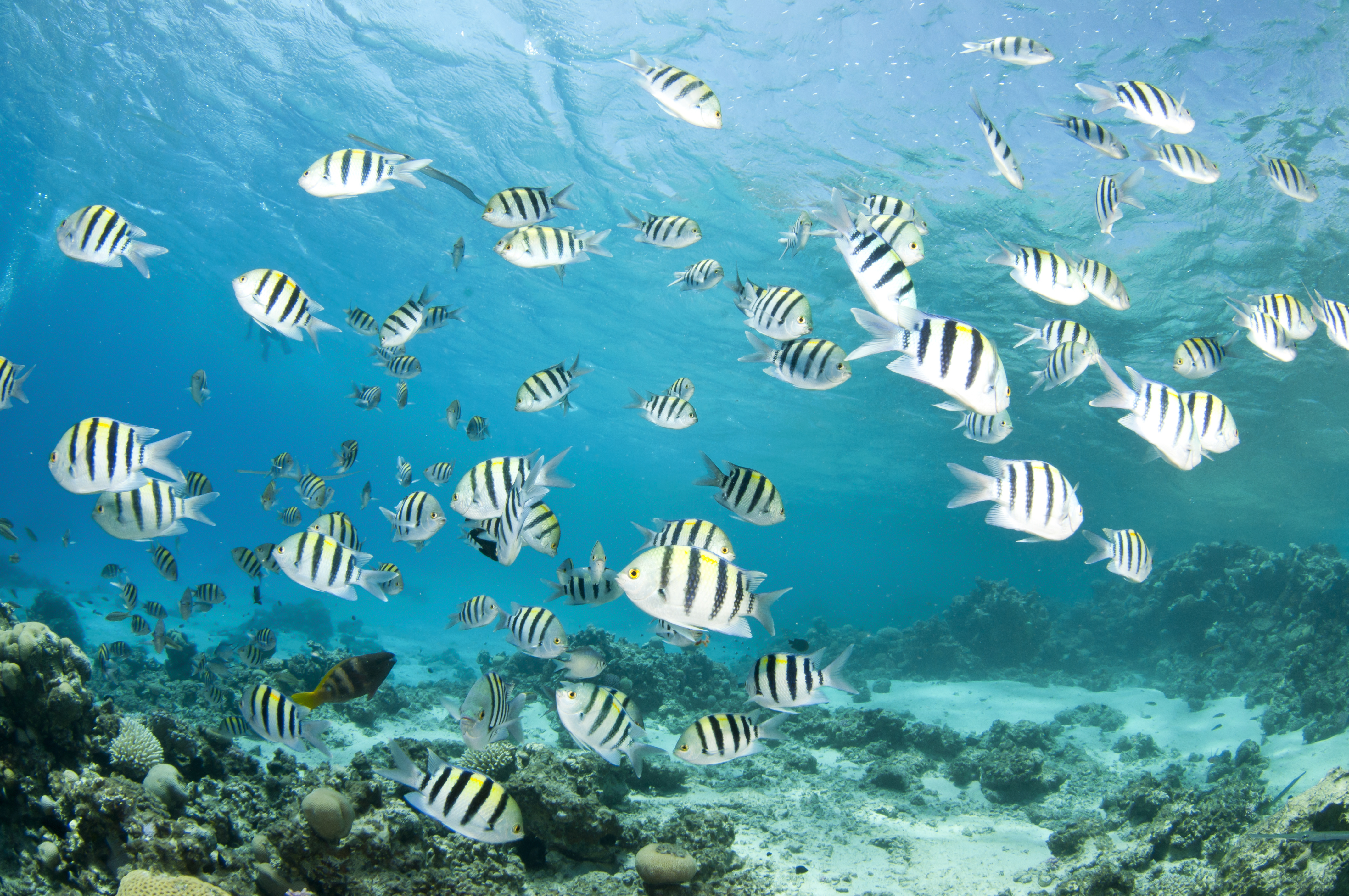 School of fish playing in the warm waters of the Caribbean