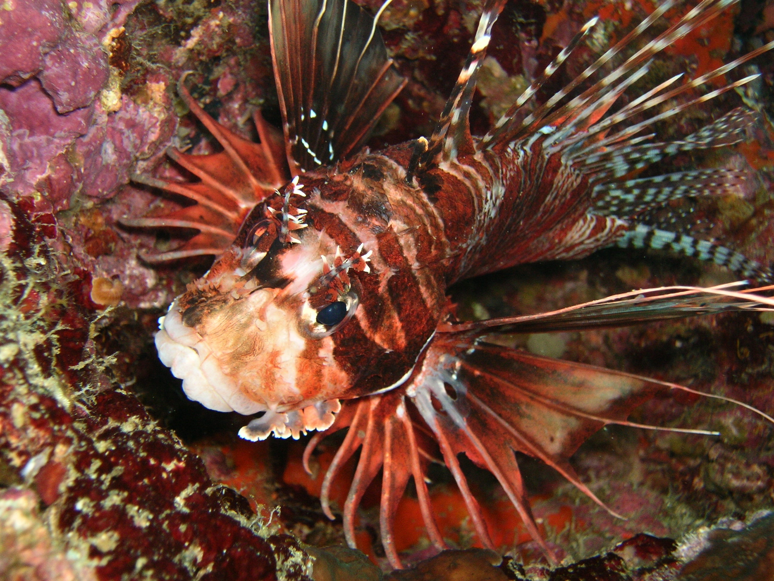Brightly colored lionfish hovering over coral structures in Bonaire