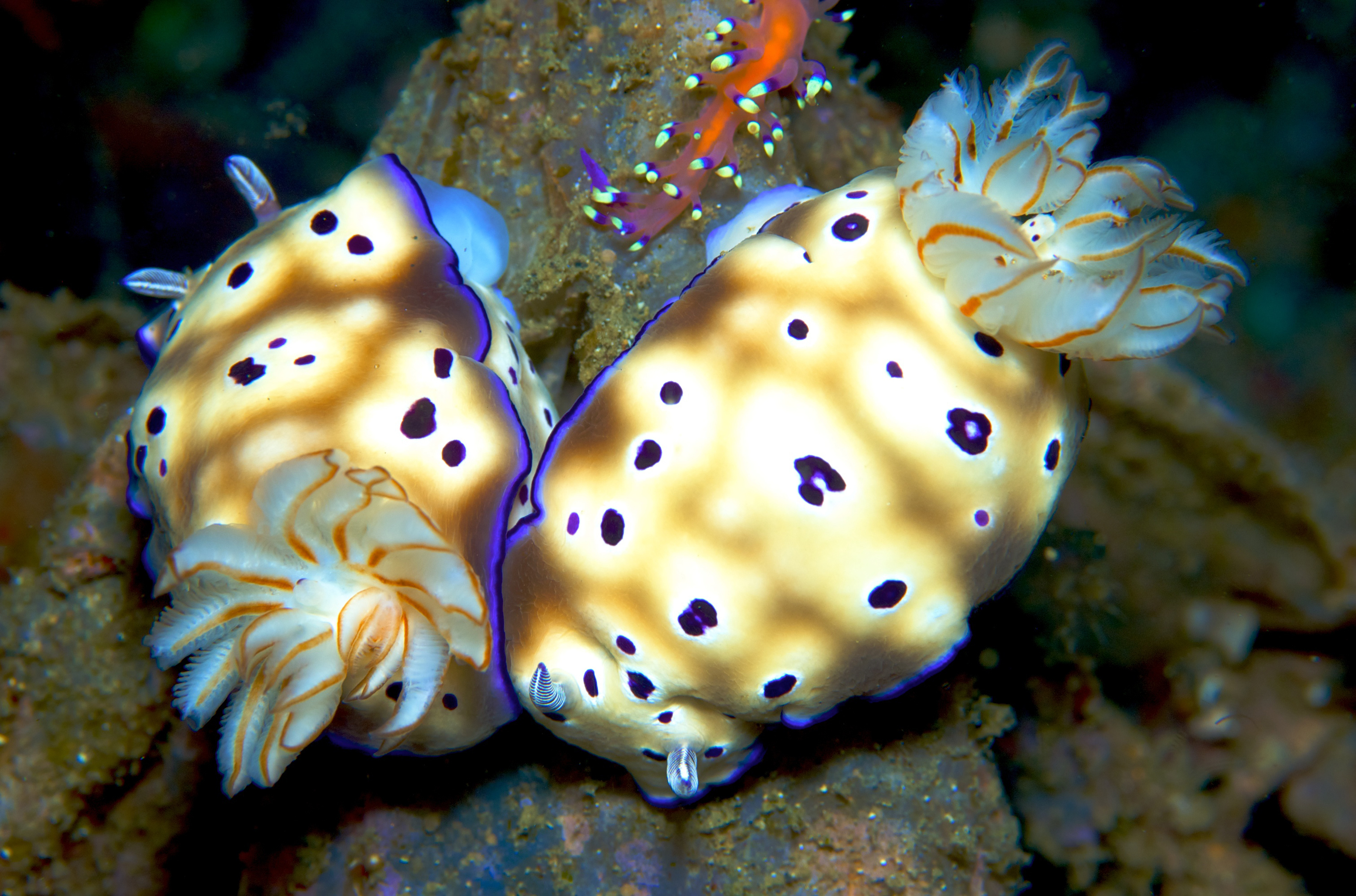 Brightly colored white, gold, and purple nudibranchs enjoy eachother's company as they rest along the coral