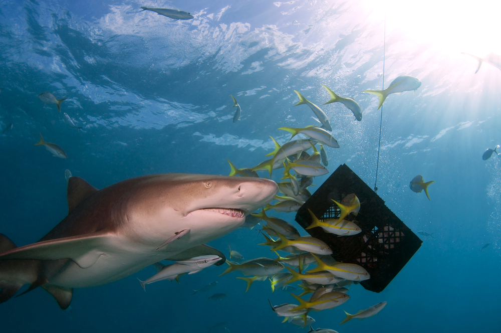 Shark swimming about the food station set out by divers at a shark feeding site in the Bahamas