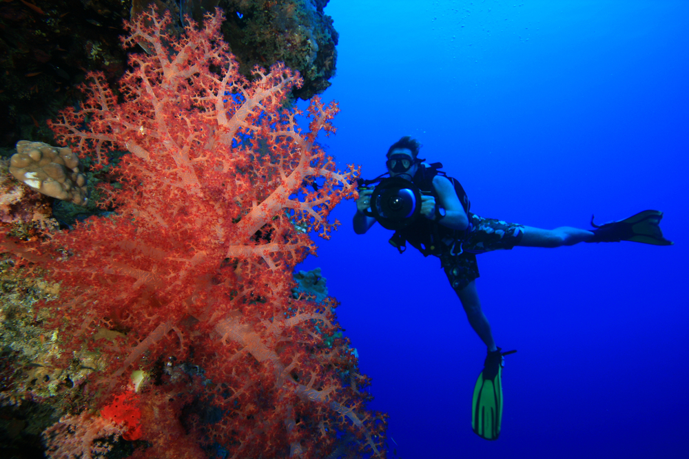 Underwater photographer practices his skills as he photographs underwater coral