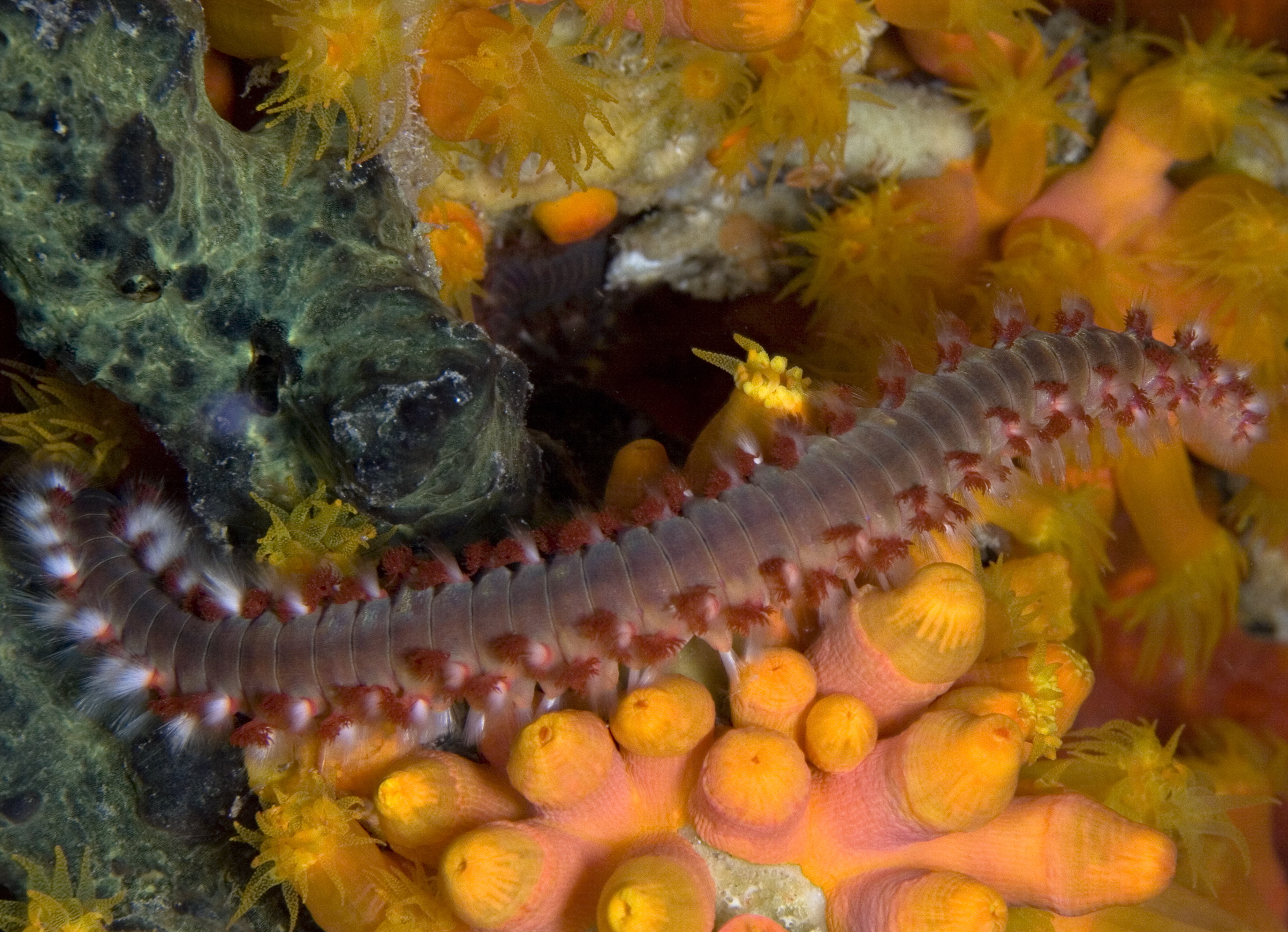 Marine worm slowly makes his way across orange coral