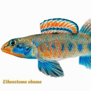A bright blue and orange freshwater darter, the etheostoma obama, is native to Tennessee and named after President Obama