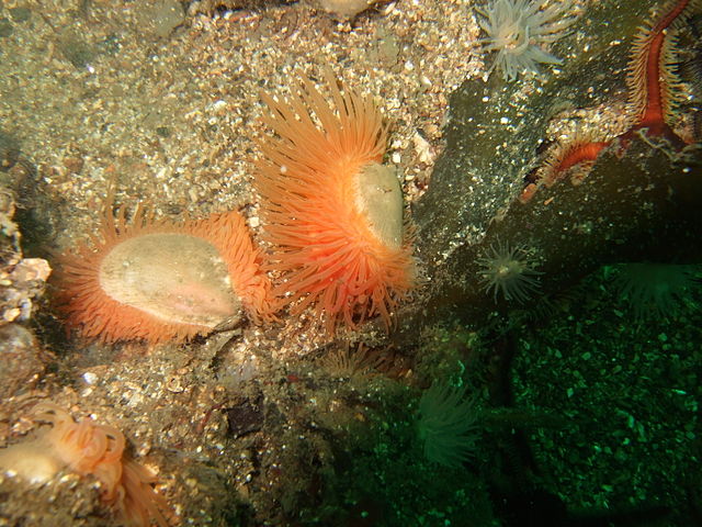 Flame shells nestle up among other coral structures in Scotland