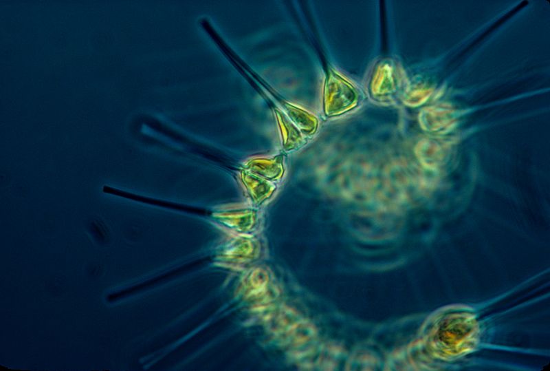 The foundation of the ocean food chain, phytoplankton, may be the answer to restoring the oceans