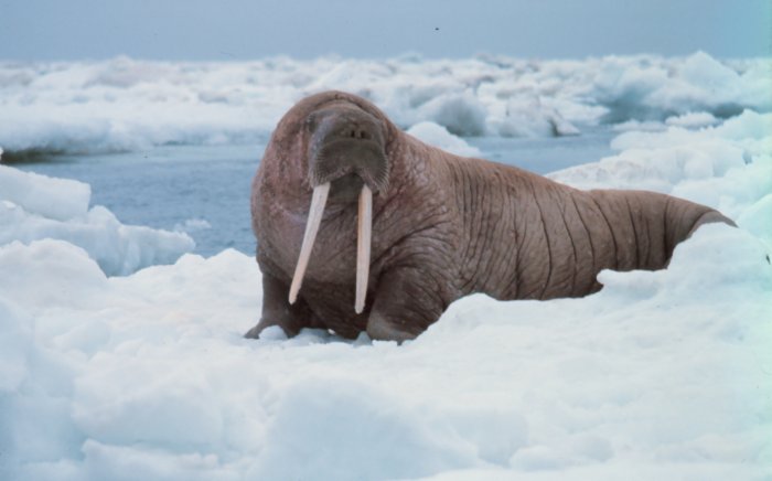 A large walrus resting on ice in the Arctic region
