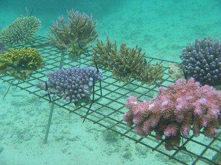 Several pieces of coral planted by divers in the local community