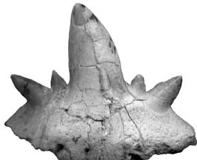 Shark tooth from prehistoric shark species found in Arizona provides insights about their existence