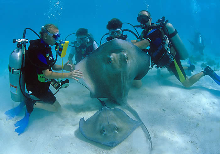 Several divers enjoy an up close and personal encounter with the stingrays at Stingray City in Grand Cayman