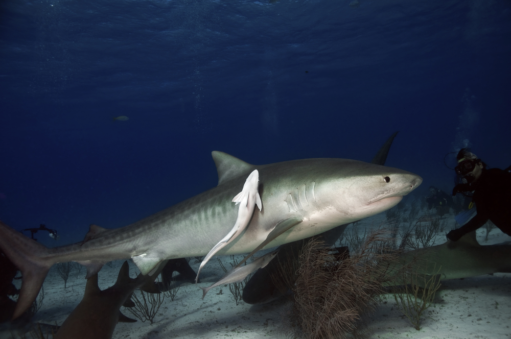 Group of divers enjoy a one of a kind shark encounter at Tiger Beach in the Bahamas