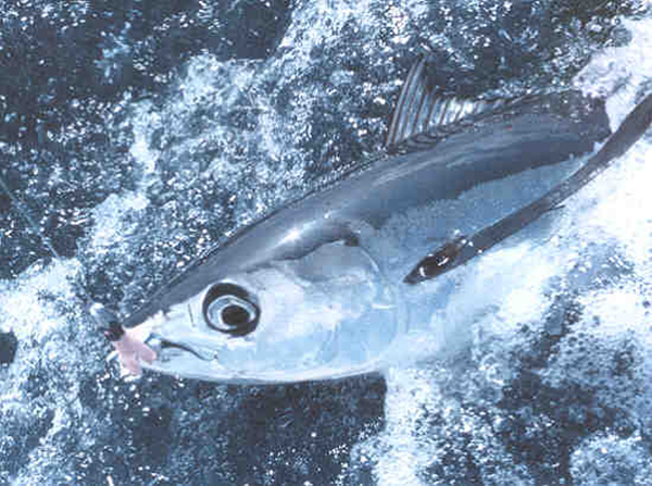Large albacore tuna on a hook in the water