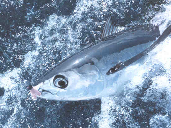 Large albacore tuna on a hook in the water