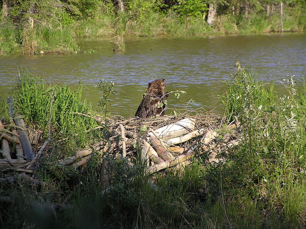 An america beaver continues to construct its dam in a pond near Chena Hot Springs, Alaska