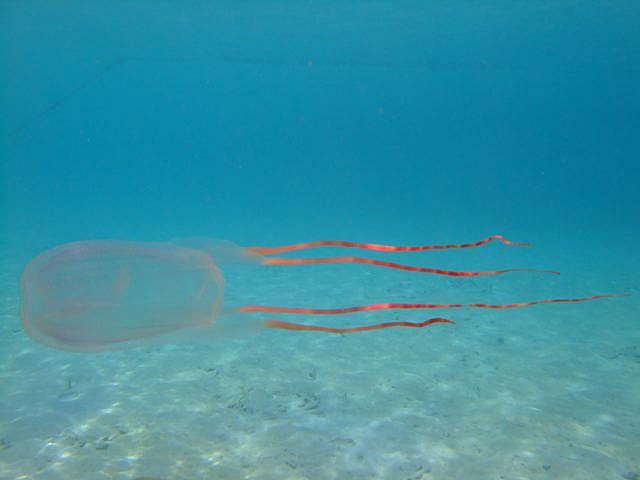 Box jellyfish with bands of color on its tentacles swimming through the water along a sandy bottom