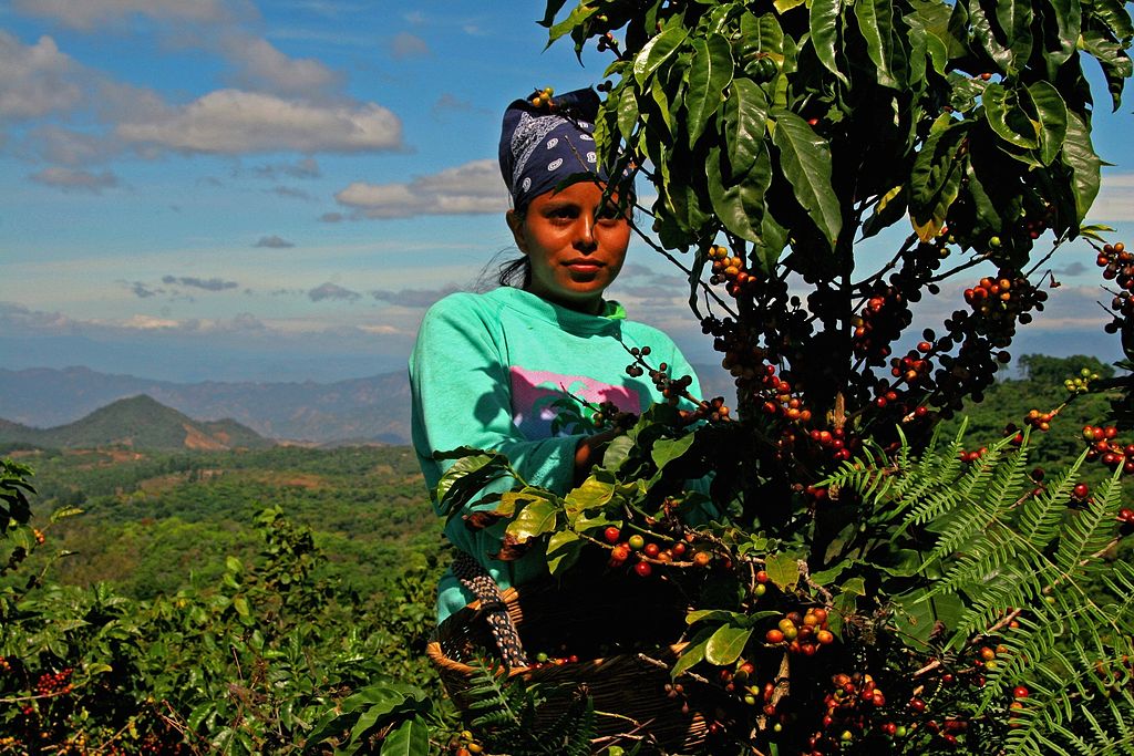 A young native woman at the Rainforest Alliance Co-op in Ciudad Barrios, El Salvador picks coffee